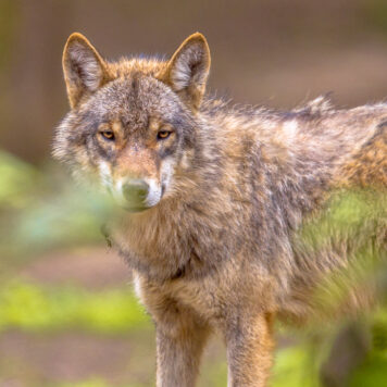 Wolf - foto: Rudmer Zwerver