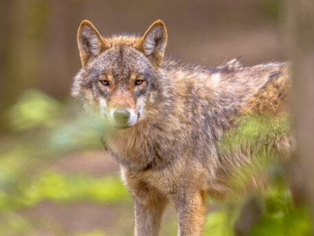 Wolf - foto: Rudmer Zwerver