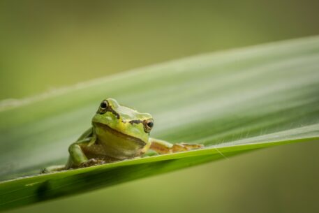 Boomkikker - foto: Luc Poppelaars