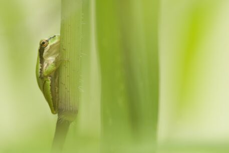 Boomkikker - foto: Ludo Goossens