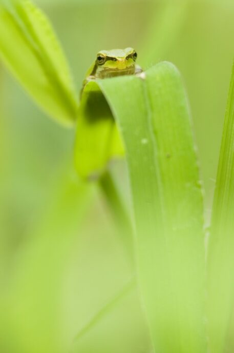 Boomkikker - foto: Ludo Goossens