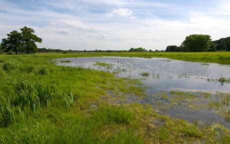 Voortplantingswater boomkikker- foto: Christian Fischer