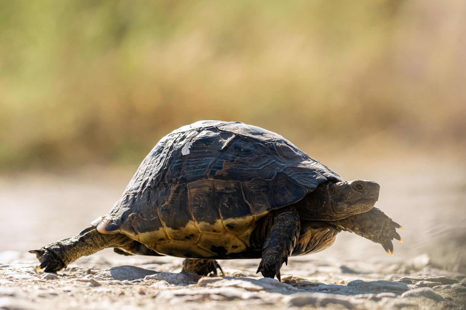 Griekse landschildpad – foto: Sandy Spaenhoven