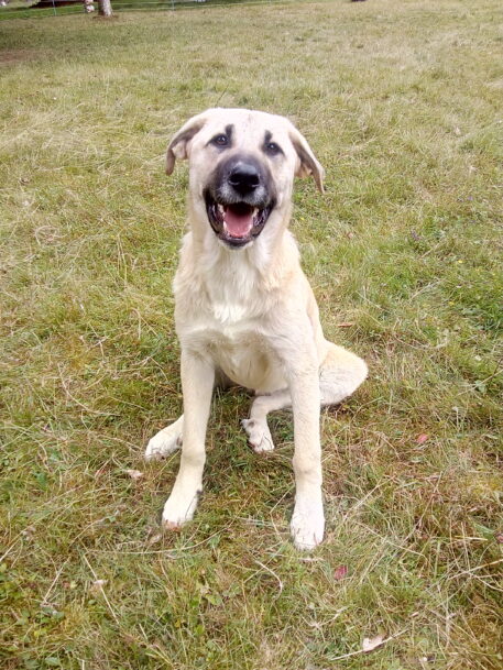 Spaanse Mastiff - foto: Jan Loos