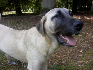 Spaanse Mastiff - foto: Jan Loos