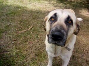 Spaanse Mastiff - foto: Jan Loos
