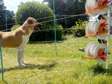 Spaanse Mastiff - foto: Jan Loos
