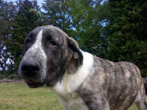 Spaanse Mastiff - foto: Jan Loos