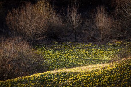 Wilde narcissen - foto: Hans Debruyne