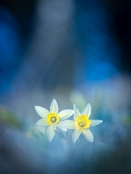 Wilde narcissen - foto: Hans Debruyne