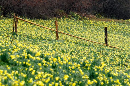 Wilde narcissen - foto: Hans Debruyne