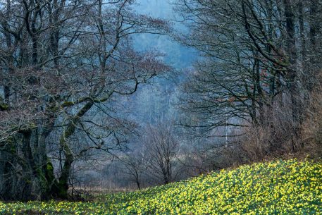 Wilde narcissen - foto: Hans Debruyne