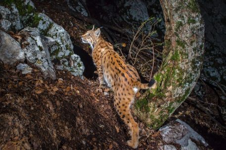 Europese lynx - foto: Laurent Geslin