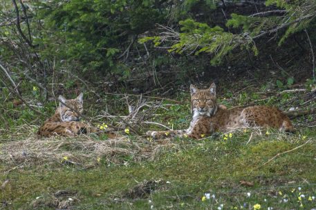 Koppel lynx - foto: Laurent Geslin