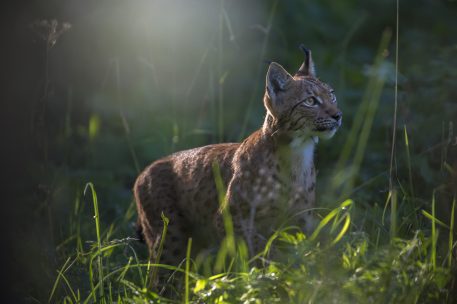 Europese lynx - foto: Laurent Geslin