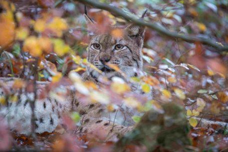 Europese lynx - foto: Laurent Geslin