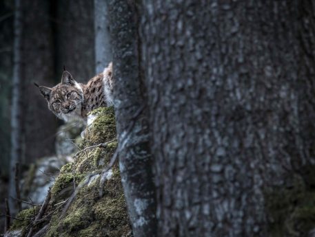 Europese lynx - foto: Laurent Geslin