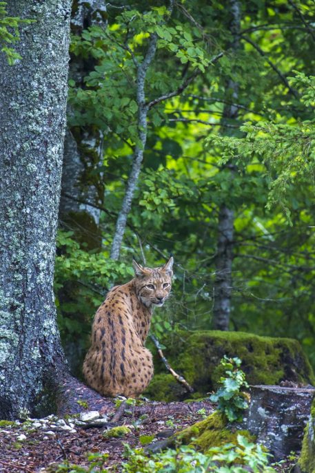 Europese lynx - foto: Laurent Geslin