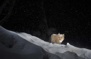 Europese lynx - foto: Laurent Geslin