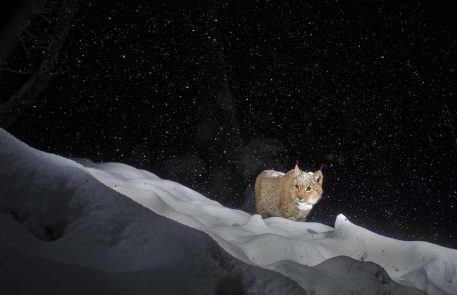 Europese lynx - foto: Laurent Geslin