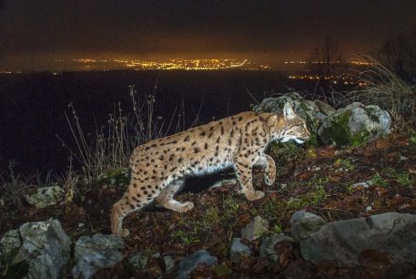 Europese lynx - foto: Laurent Geslin