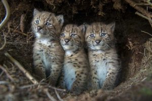 Europese lynx kittens - foto: Laurent Geslin