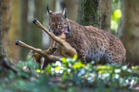 Europese lynx - foto: Laurent Geslin