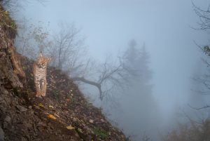 Europese lynx - foto: Laurent Geslin