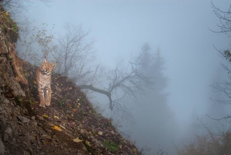 Europese lynx - foto: Laurent Geslin