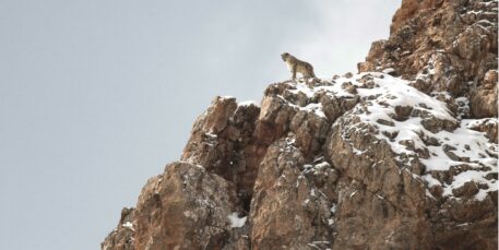 Sneeuwluipaard - Vincent Munier