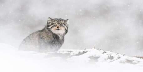 Foto: Vincent Munier