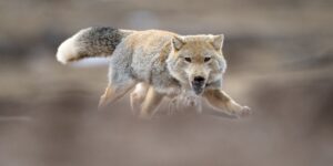 Foto: Vincent Munier