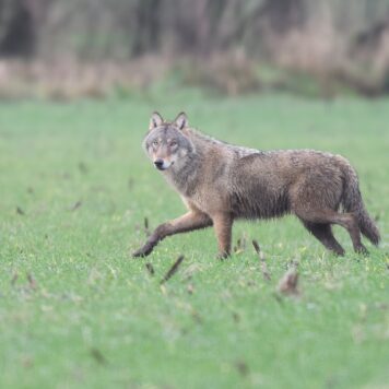 Wolf - foto: Benny Vanderhoydonck