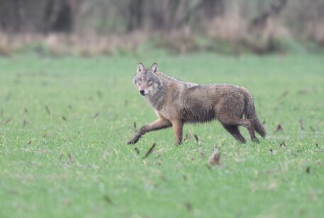 Wolf - foto: Benny Vanderhoydonck