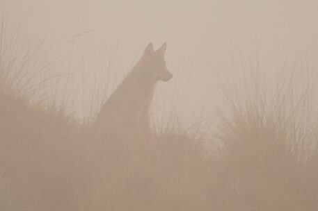 Wolf - foto: Ernesto Zvar / ANB-INBO