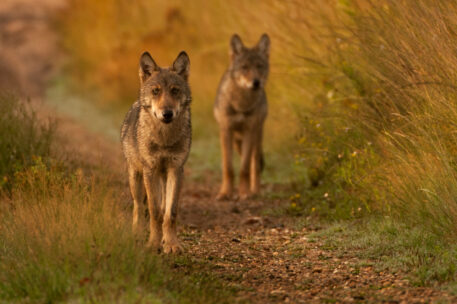Wolf - foto: Ernesto Zvar / ANB-INBO