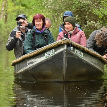 Fluistervaren - foto: Leen Brans