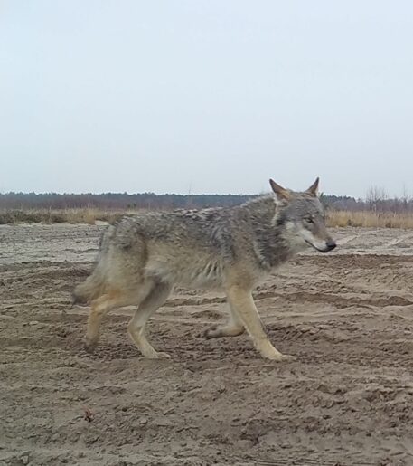 Wolf - foto: ANB-INBO