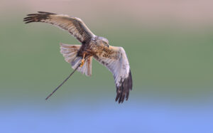 Bruine kiekendief – foto: Hugo Willocx