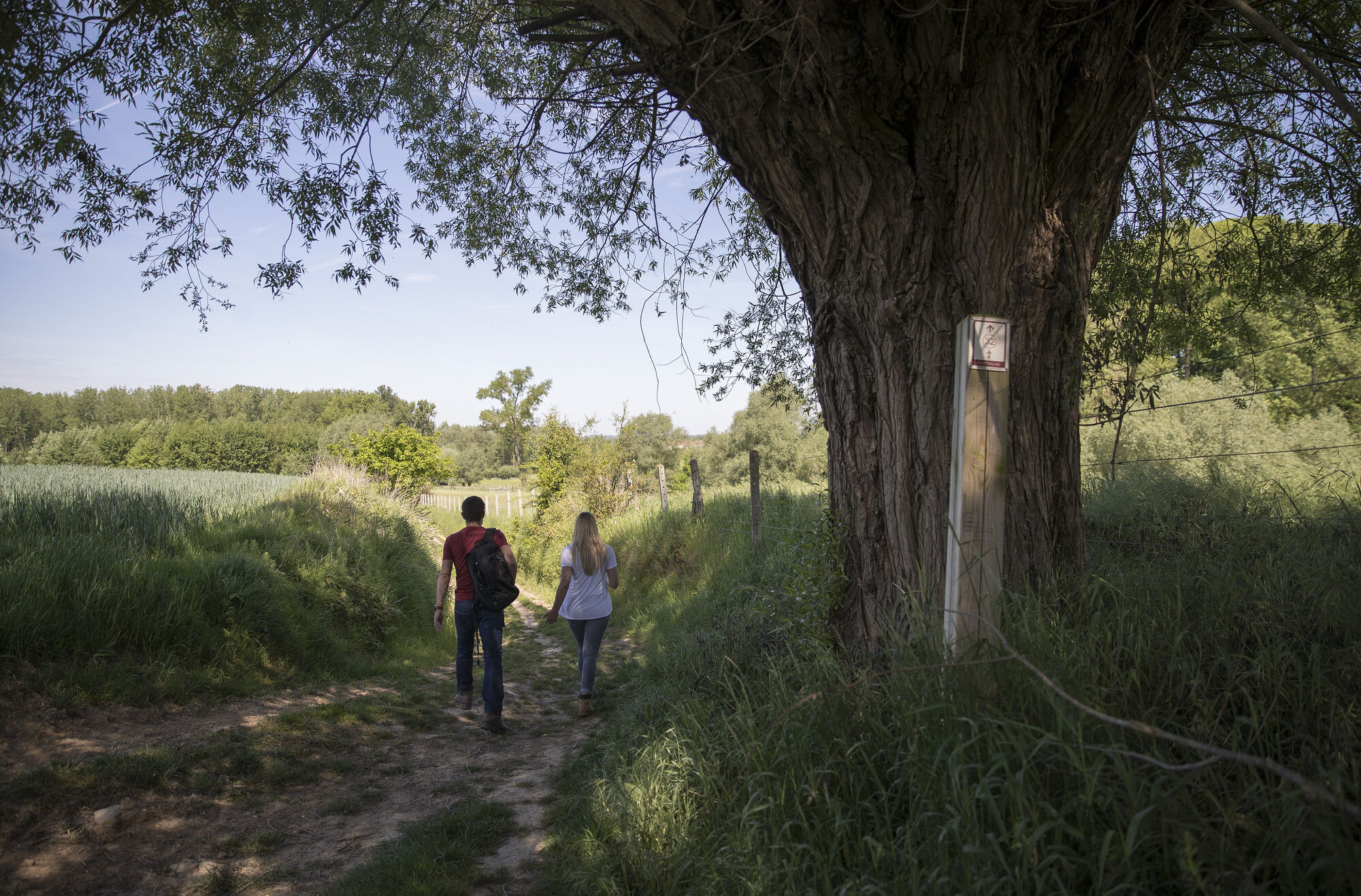 Raspaillebos in bloei - zondag 3 mei 2026 - Afbeelding 4