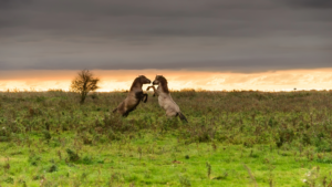 Konikpaarden in de Oostvaardersplassen - foto: Adobe Stock