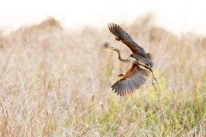 Purperreiger - foto: Wim Dirckx
