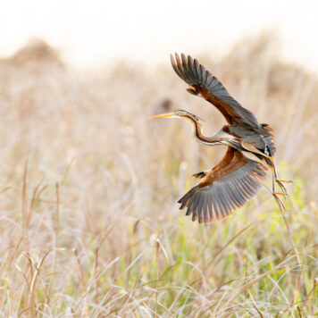 Purperreiger - foto: Wim Dirckx