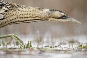 Roerdomp - foto: Wim Dirckx