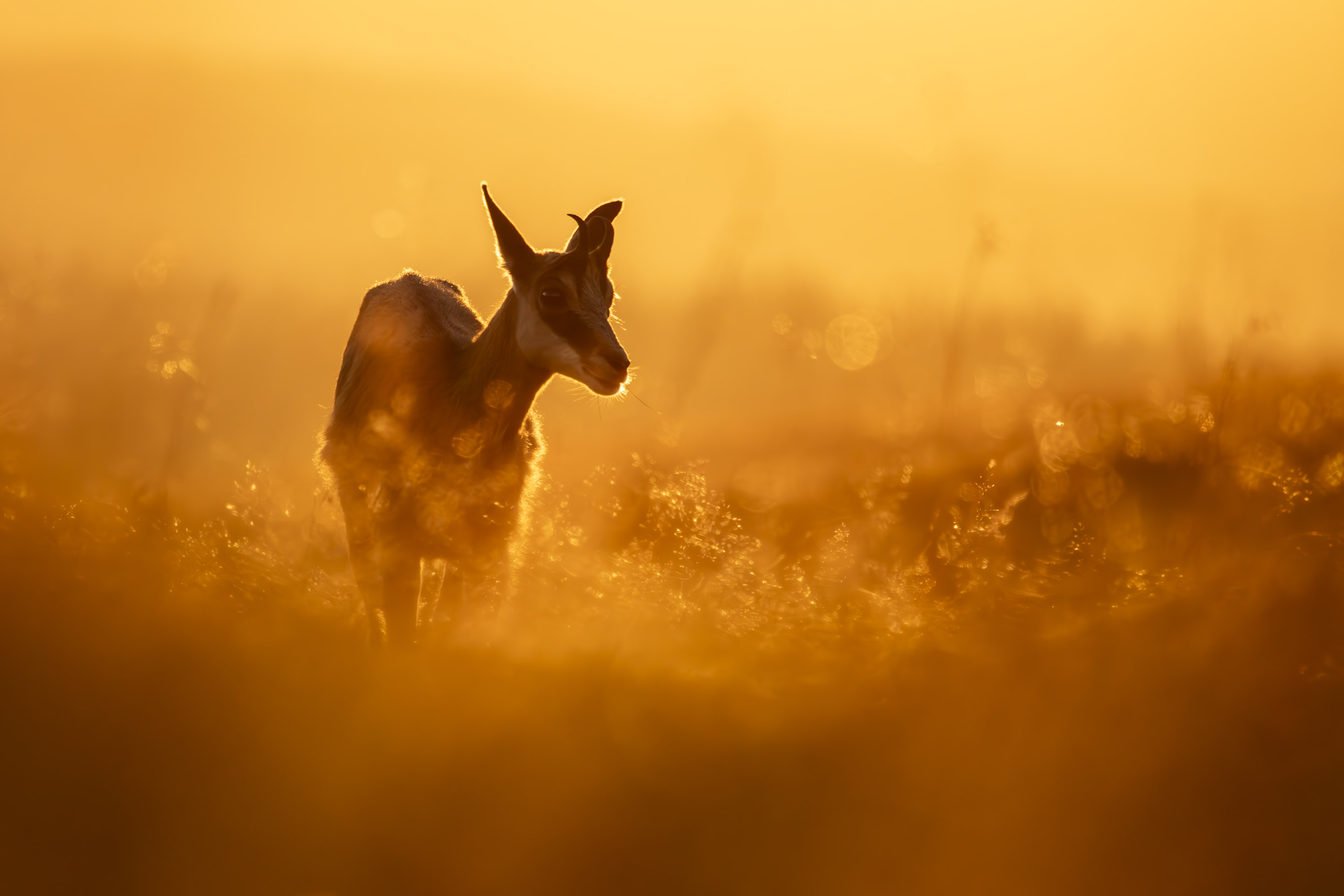 Gems - foto: Ann Backx