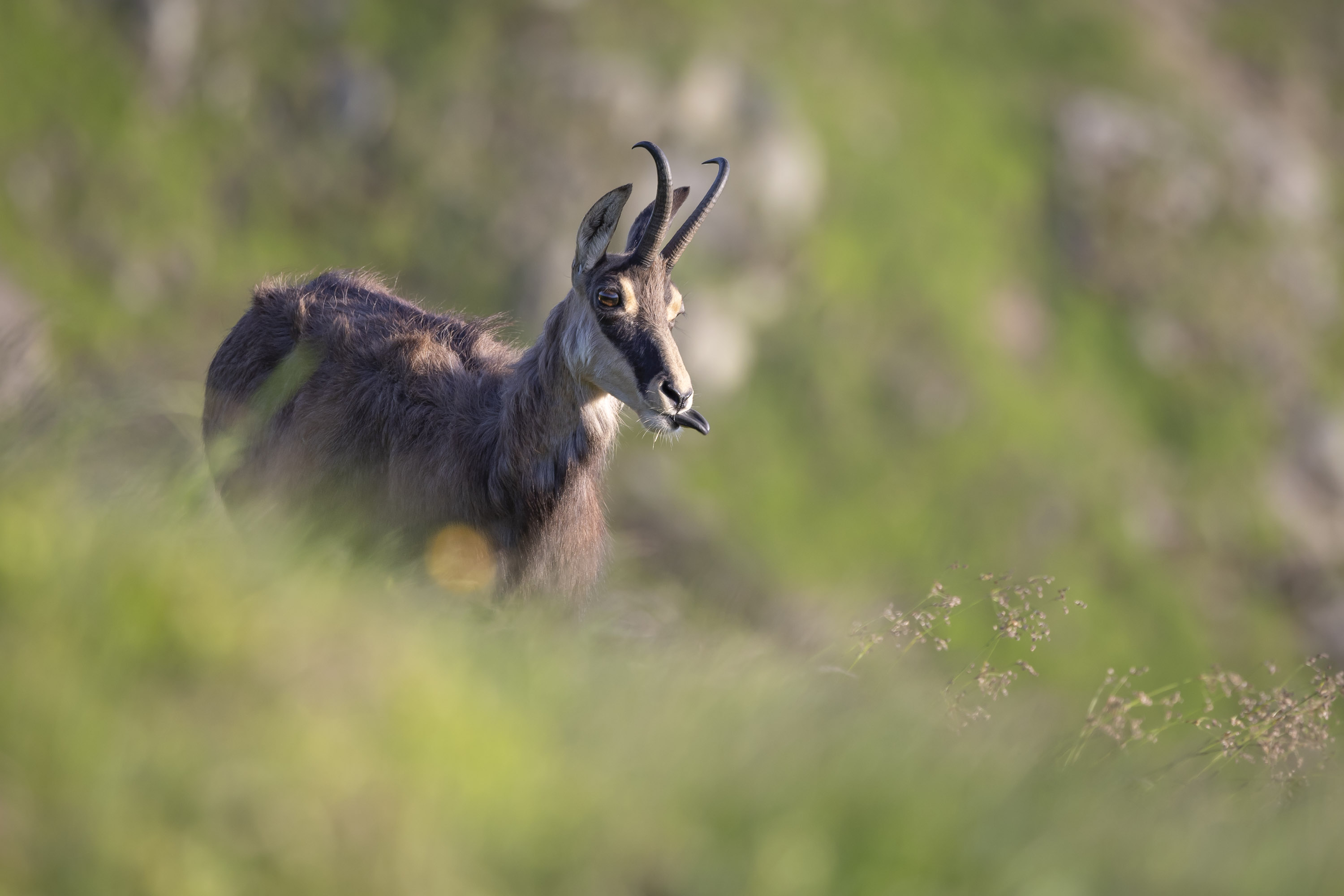 Gems - foto: Ann Backx