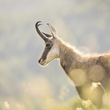 Gems - foto: Ann Backx