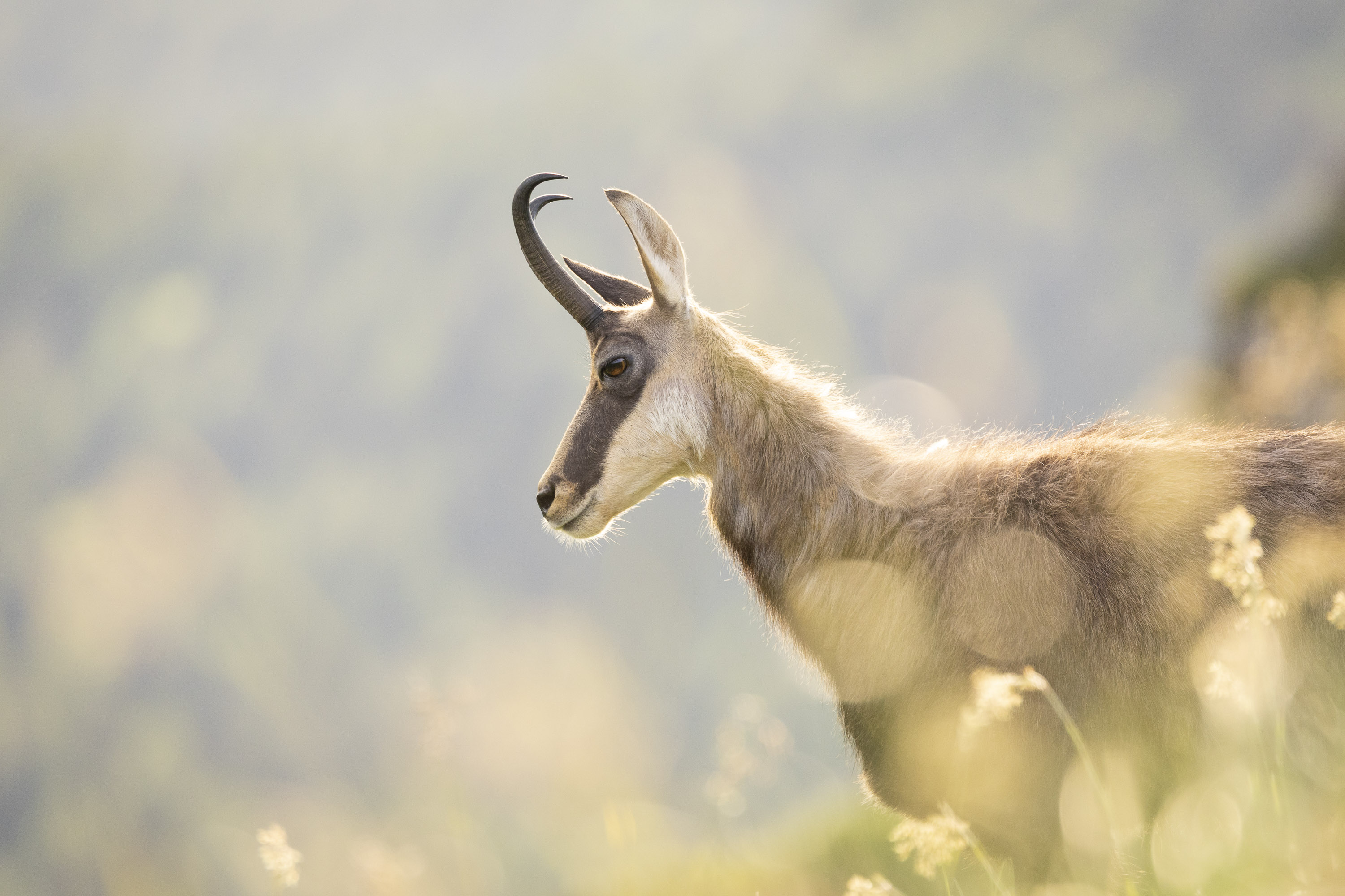 Gems - foto: Ann Backx