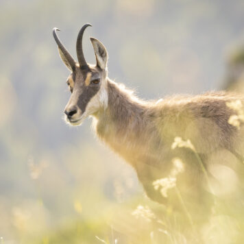 Gems - foto: Ann Backx