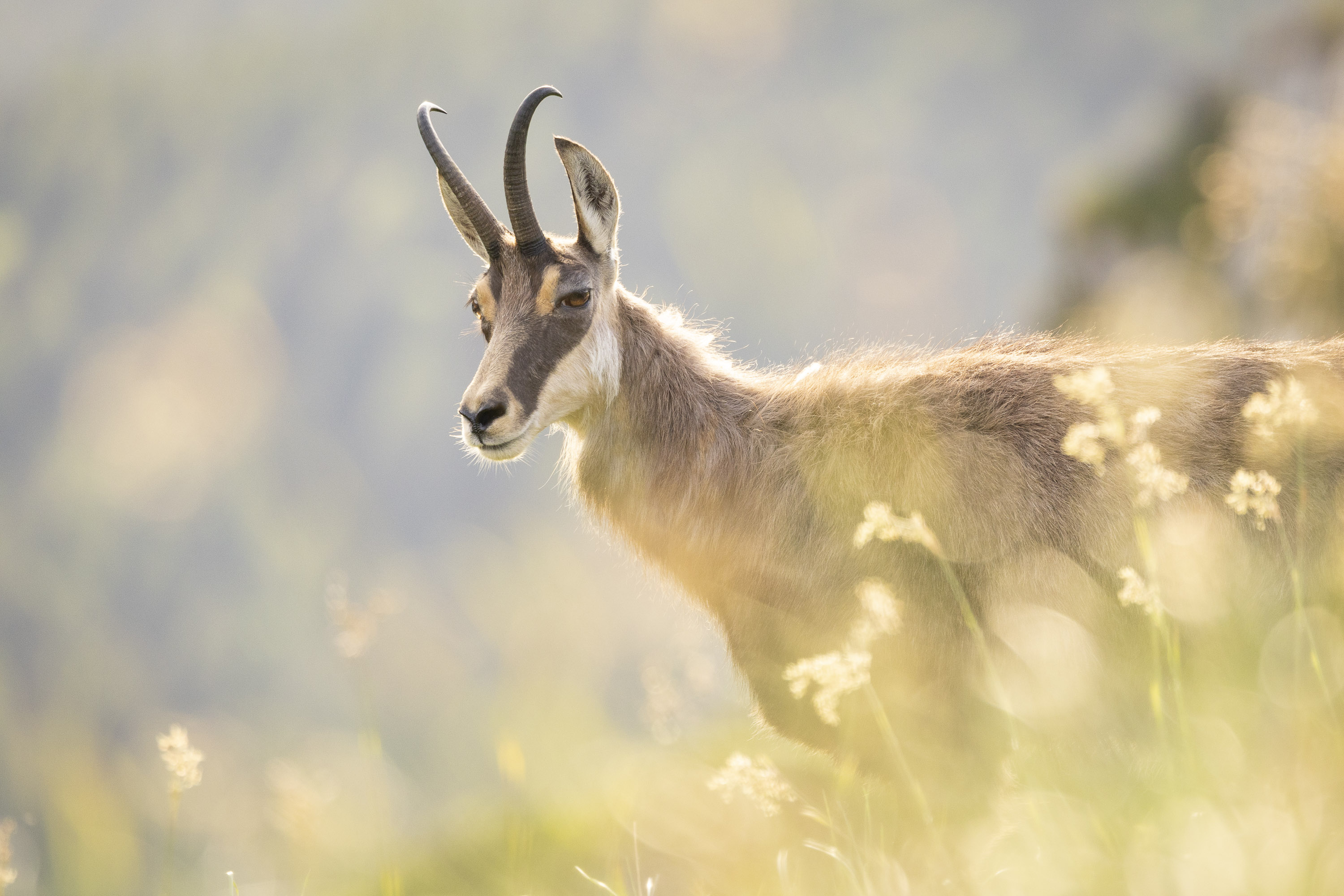 Gems - foto: Ann Backx